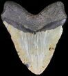 Bargain Megalodon Tooth - North Carolina #41152-2